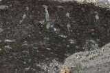 Polished Pliosaur (Liopleurodon) Limb Bone - England #280230-1